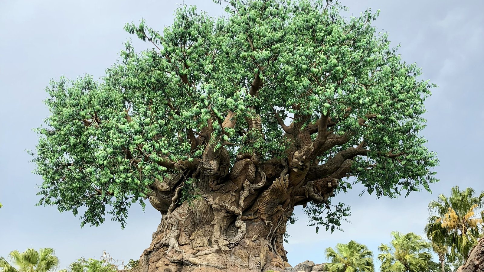 Animal Kingdom